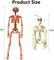 5 Packs Halloween Plastic Skeleton, 16" Posable Skeleton Decoration, Halloween Full Body Skeleton with Movable Joints, Realistic Pumpkin Skeletons for Halloween Haunted House Graveyard Props Decor